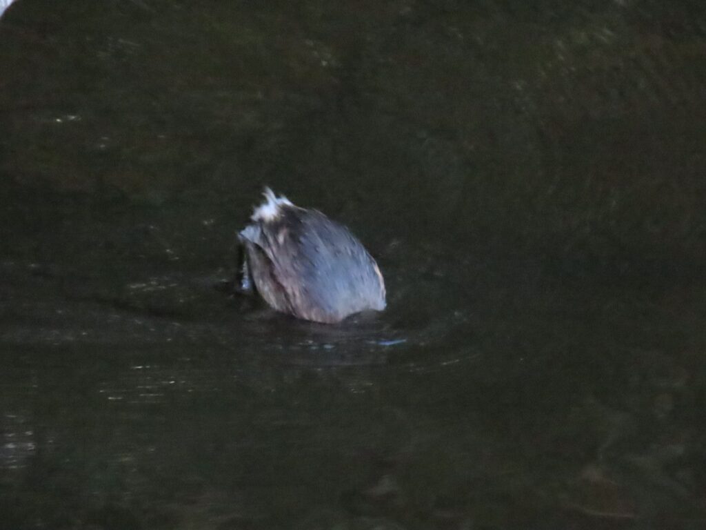 西岡公園の潜り始めるカイツブリ