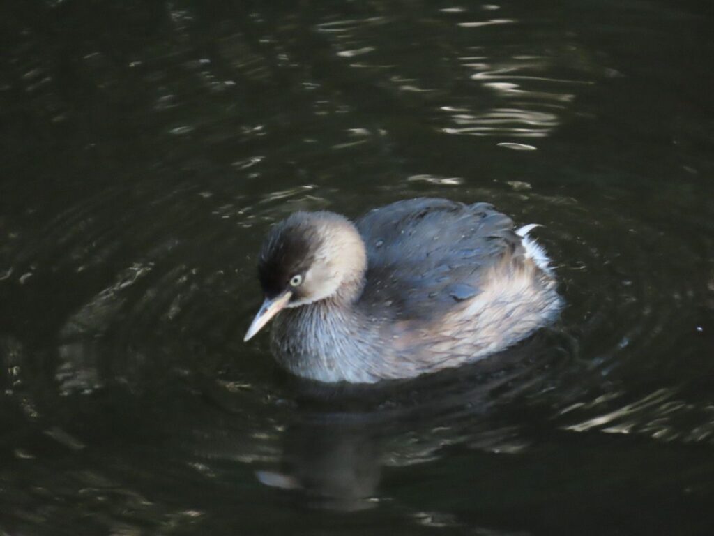 西岡公園のカイツブリ