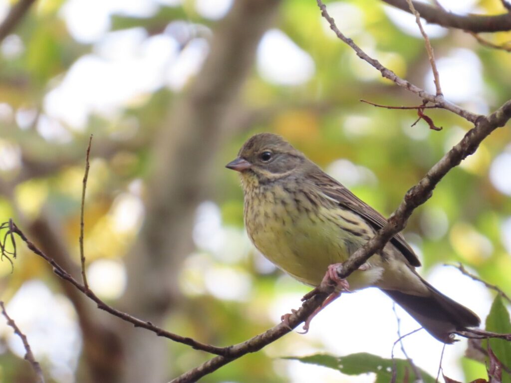 西岡公園の木の枝に止まるアオジ