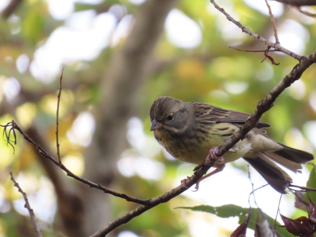 西岡公園の木の枝に止まり下を見るアオジ