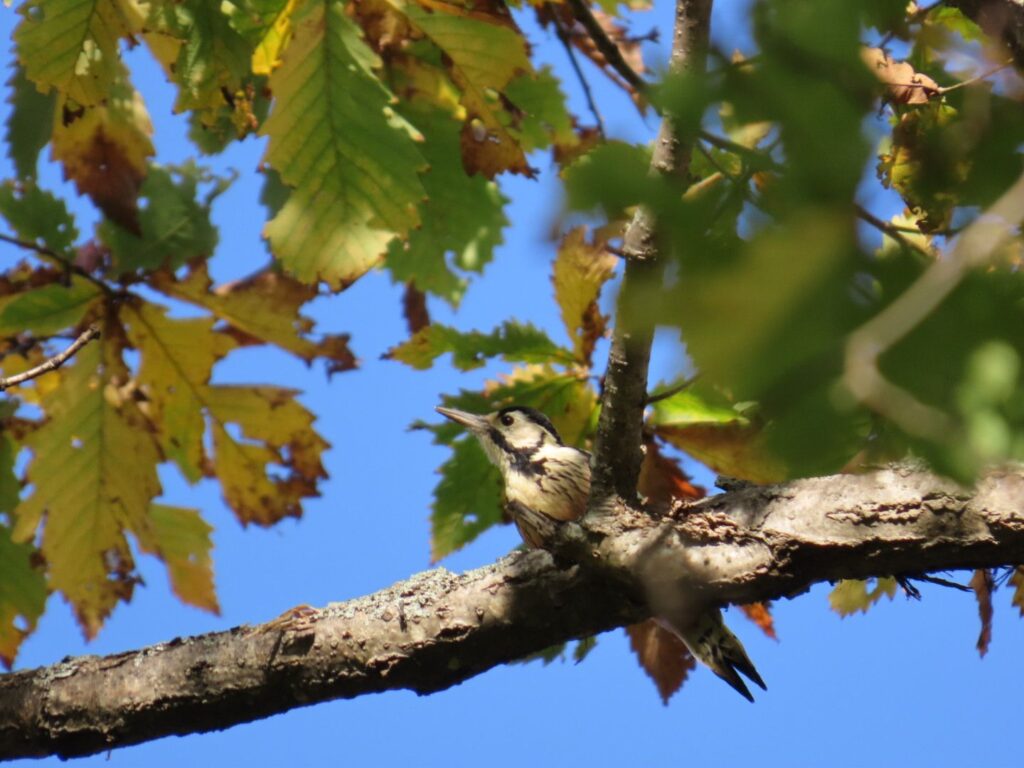 西岡公園の木の枝に止まるアカゲラ