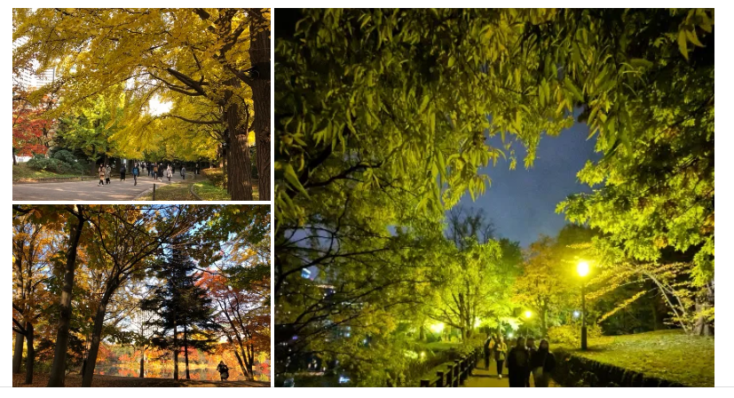中島公園の紅葉とライトアップ写真