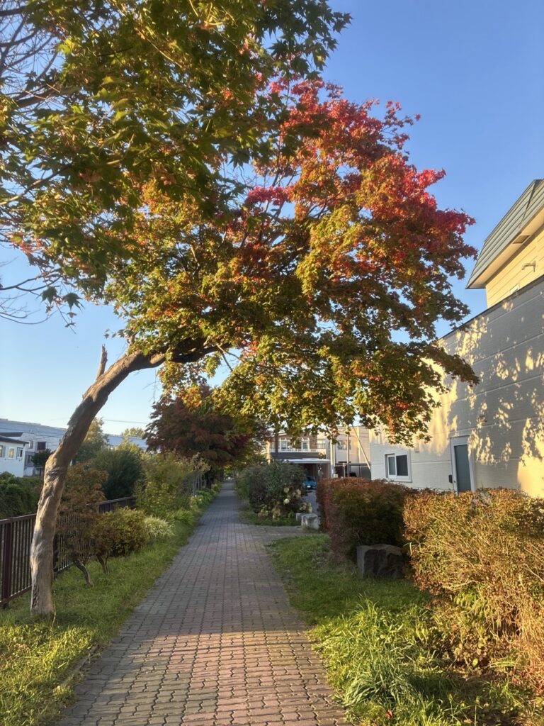会社帰り紅葉の木