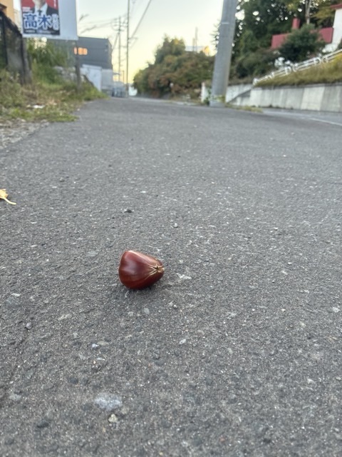 会社帰りの路上に落ちていた栗