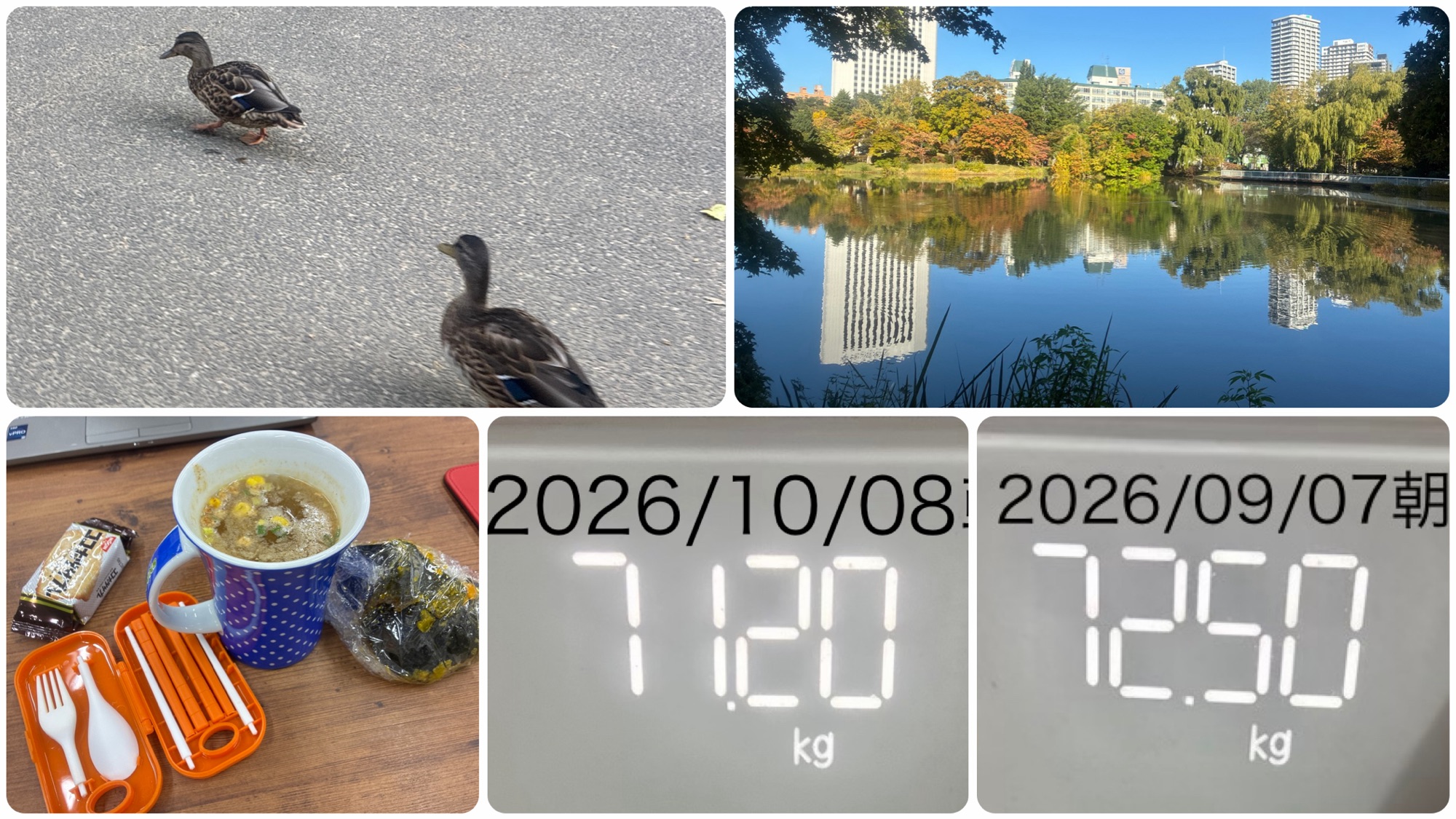 中島公園のカモと菖蒲池とランチと体重計