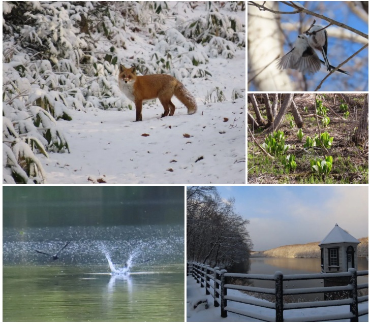 西岡公園のキタキツネ、シマエナガ、水芭蕉の群生、ハリオアマツバメ、取水塔の風景